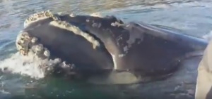 Whale Seeks Help
