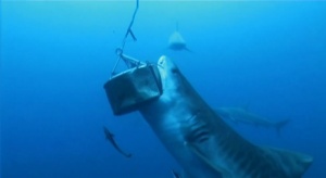 Chumed Shark Bites Diver