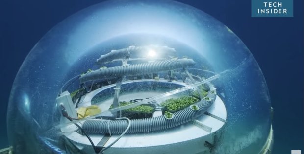 Nemo's Underwater Garden