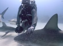 Shark Diving in Armored Auit
