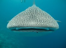 Whale Shark Swallows Diver