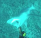 Shark Prod Attack