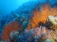Diving Australia's Great Southern Reef