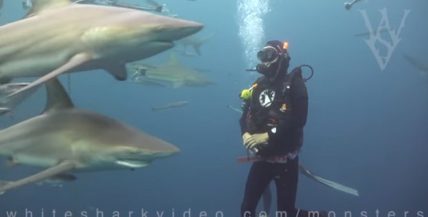 Shark Talk