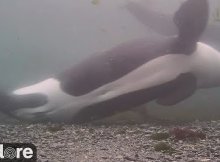 Beach Pebble Rubbing Orcas