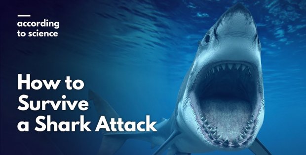 Shark Attack Tips