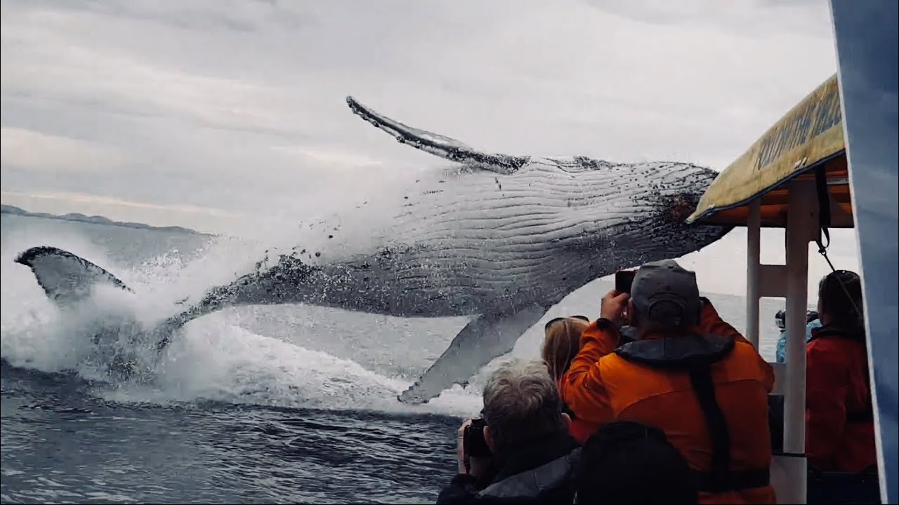 Whale Breaches and Tourists