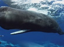 Diving With Sperm Whales