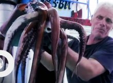 Humboldt Squid Attacks