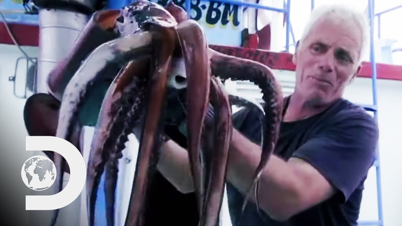 Humboldt Squid Attacks
