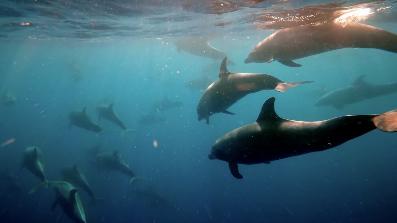 Scuba Dive The Galapagos