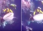 Divers Riding Sharks