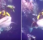 Divers Riding Sharks