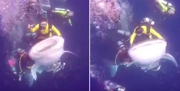 Divers Riding Sharks