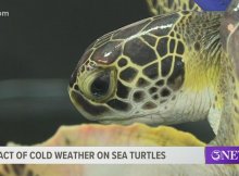 Cold Stunned Sea Turtles Rescue