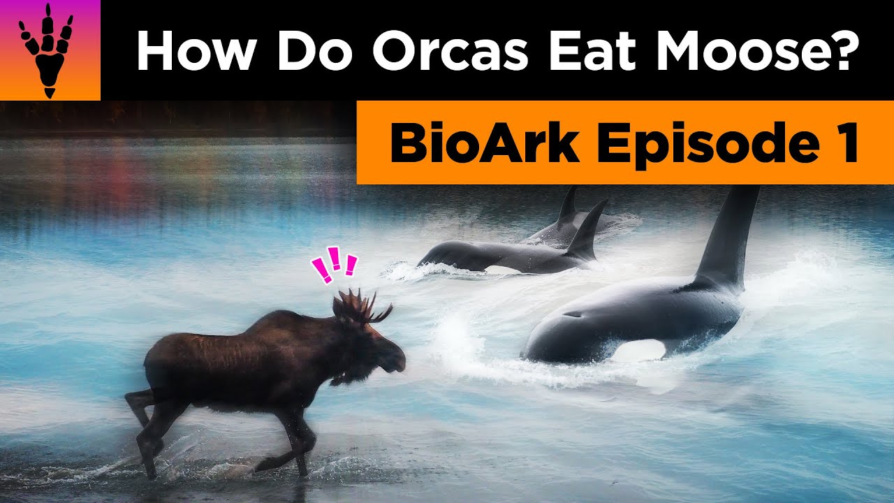 Orcas Eat Moose