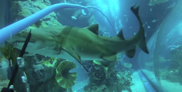 Aggressive Shark Behavior Lessons