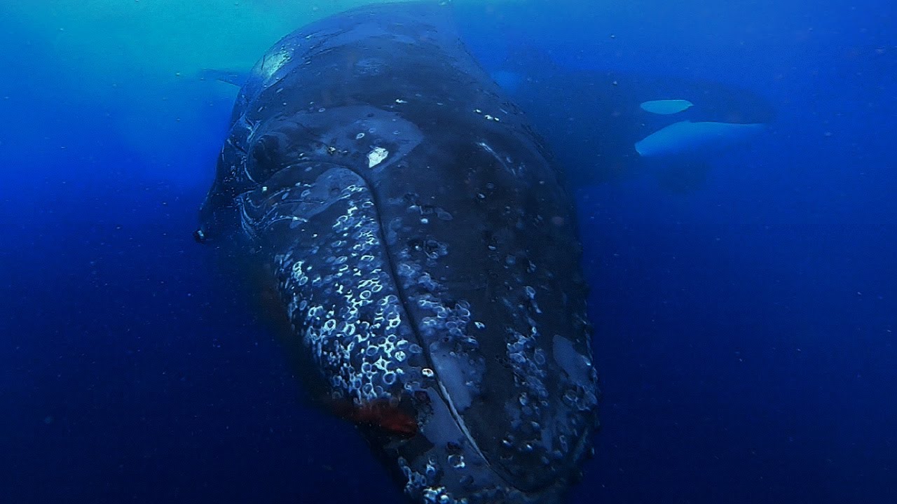 Humpback Attacked by Orcas