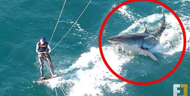 15 Scary Shark Encounters