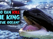 These 5 Animals Could Defeat A Killer Whale