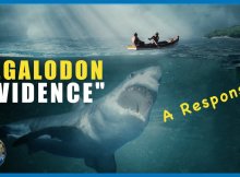 Megalodon Alive or Not -Evidence Reviewed