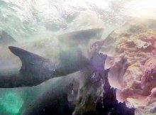 Divers Jump Into Shark Feeding Frenzy With 40 Sharks To Film - Cageless