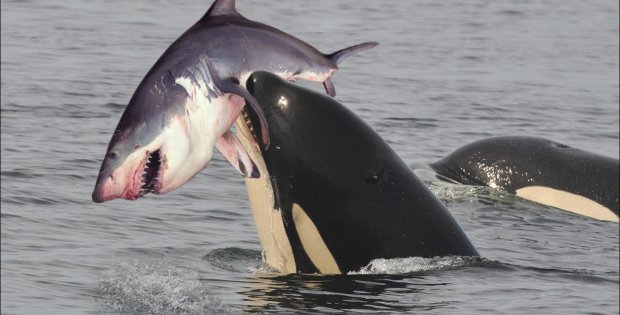 Orcas vs. Sharks - How Orcas Take Down Sharks