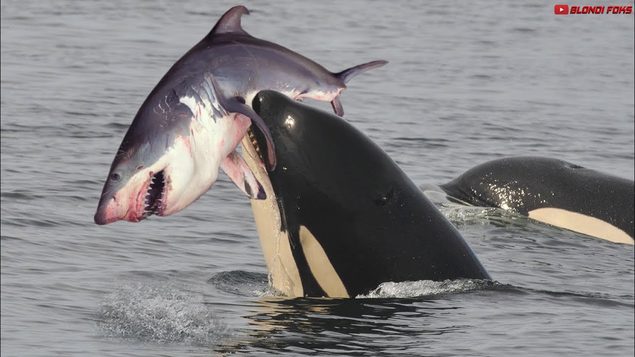 Orcas vs. Sharks - How Orcas Take Down Sharks