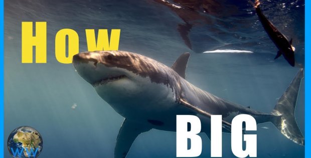 How Big Can A Great White Shark Get?
