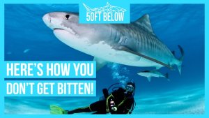 5 Tips For Safely Diving With Sharks