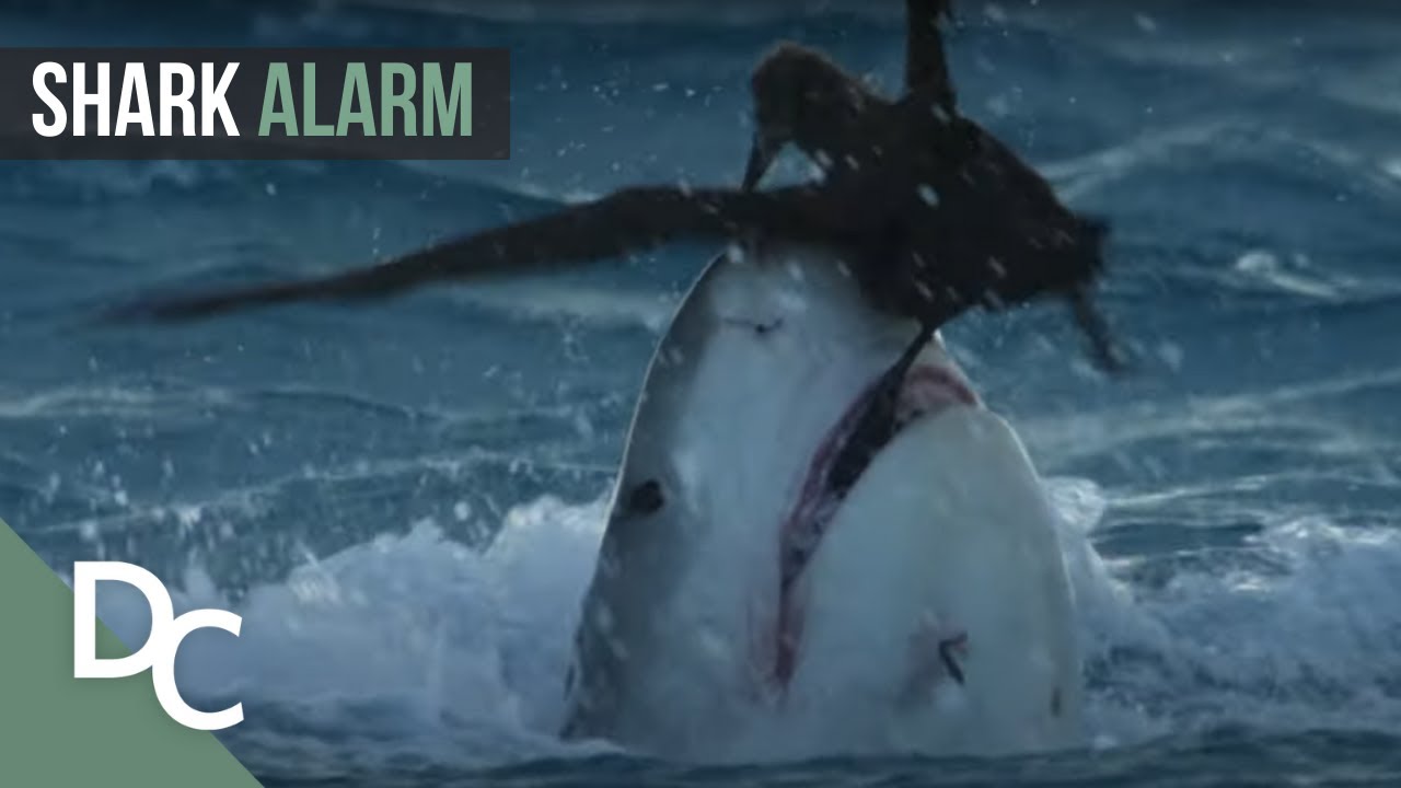 Changing Shark Behavior? Australia's Deadliest Year.